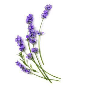 Soy jar candle styled with lavender sprigs on a clean white background