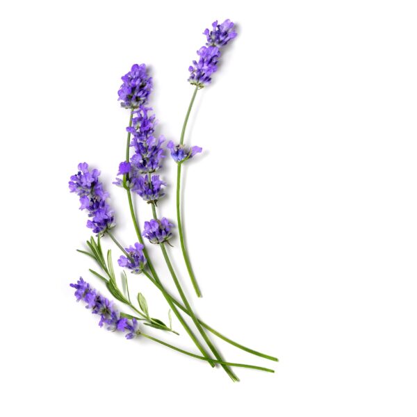 Soy jar candle styled with lavender sprigs on a clean white background